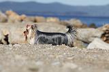 YORKSHIRE TERRIER 321